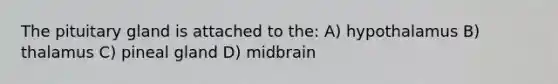 The pituitary gland is attached to the: A) hypothalamus B) thalamus C) pineal gland D) midbrain