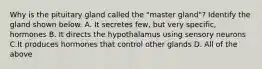 Why is the pituitary gland called the "master gland"? Identify the gland shown below. A. It secretes few, but very specific, hormones B. It directs the hypothalamus using sensory neurons C.It produces hormones that control other glands D. All of the above