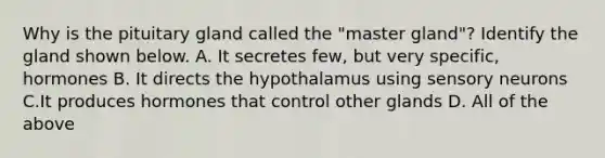 Why is the pituitary gland called the "master gland"? Identify the gland shown below. A. It secretes few, but very specific, hormones B. It directs the hypothalamus using sensory neurons C.It produces hormones that control other glands D. All of the above