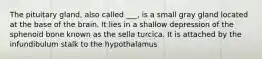 The pituitary gland, also called ___, is a small gray gland located at the base of the brain. It lies in a shallow depression of the sphenoid bone known as the sella turcica. It is attached by the infundibulum stalk to the hypothalamus