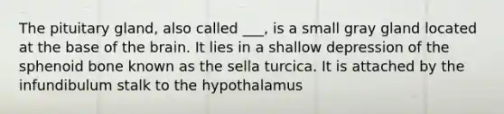 The pituitary gland, also called ___, is a small gray gland located at the base of the brain. It lies in a shallow depression of the sphenoid bone known as the sella turcica. It is attached by the infundibulum stalk to the hypothalamus