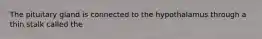 The pituitary gland is connected to the hypothalamus through a thin stalk called the