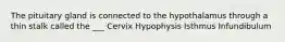The pituitary gland is connected to the hypothalamus through a thin stalk called the ___ Cervix Hypophysis Isthmus Infundibulum