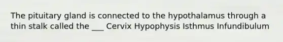 The pituitary gland is connected to the hypothalamus through a thin stalk called the ___ Cervix Hypophysis Isthmus Infundibulum