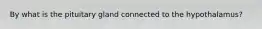 By what is the pituitary gland connected to the hypothalamus?