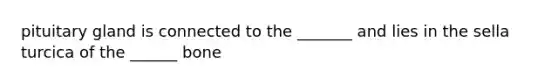 pituitary gland is connected to the _______ and lies in the sella turcica of the ______ bone