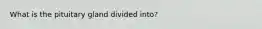 What is the pituitary gland divided into?