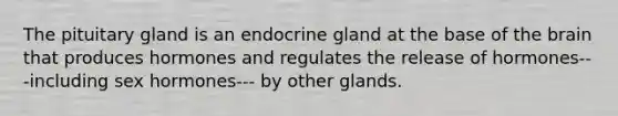 The pituitary gland is an endocrine gland at the base of the brain that produces hormones and regulates the release of hormones---including sex hormones--- by other glands.