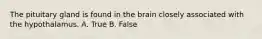 The pituitary gland is found in the brain closely associated with the hypothalamus. A. True B. False