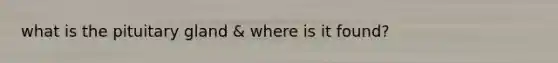 what is the pituitary gland & where is it found?