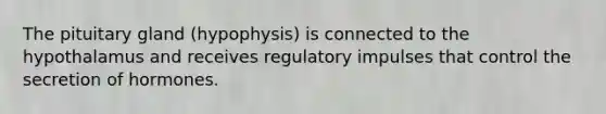 The pituitary gland (hypophysis) is connected to the hypothalamus and receives regulatory impulses that control the secretion of hormones.