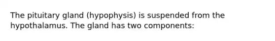 The pituitary gland (hypophysis) is suspended from the hypothalamus. The gland has two components: