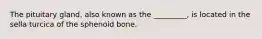 The pituitary gland, also known as the _________, is located in the sella turcica of the sphenoid bone.