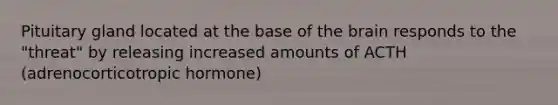Pituitary gland located at the base of the brain responds to the "threat" by releasing increased amounts of ACTH (adrenocorticotropic hormone)