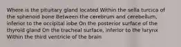 Where is the pituitary gland located Within the sella turcica of the sphenoid bone Between the cerebrum and cerebellum, inferior to the occipital lobe On the posterior surface of the thyroid gland On the tracheal surface, inferior to the larynx Within the third ventricle of the brain