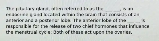 The pituitary gland, often referred to as the ___ ___, is an endocrine gland located within the brain that consists of an anterior and a posterior lobe. The anterior lobe of the ___ __ is responsible for the release of two chief hormones that influence the menstrual cycle: Both of these act upon the ovaries.