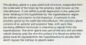 The pituitary gland is a pea-sized oval structure, suspended from the underside of the brain by the pituitary stalk (known as the infundibulum). It sits within a small depression in the sphenoid bone. Relating to the hypothalamus: the hypothalamus region lies inferior and anterior to the thalamus. It connects to the pituitary gland by the stalk-like infundibulum. The pituitary gland consists of an anterior and posterior lobe, with each lobe secreting different hormones in response to signals from the hypothalamus. The other gland was part of the skin and secreted sebum directly onto the skin the surface it is found on while this gland must be signaled from the hypothalamus to secrete ADH which signals the kidneys to absorb water