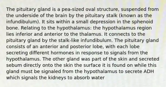 The pituitary gland is a pea-sized oval structure, suspended from the underside of <a href='https://www.questionai.com/knowledge/kLMtJeqKp6-the-brain' class='anchor-knowledge'>the brain</a> by the pituitary stalk (known as the infundibulum). It sits within a small depression in the sphenoid bone. Relating to the hypothalamus: the hypothalamus region lies inferior and anterior to the thalamus. It connects to the pituitary gland by the stalk-like infundibulum. The pituitary gland consists of an anterior and posterior lobe, with each lobe secreting different hormones in response to signals from the hypothalamus. The other gland was part of the skin and secreted sebum directly onto the skin the surface it is found on while this gland must be signaled from the hypothalamus to secrete ADH which signals the kidneys to absorb water