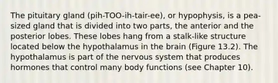 The pituitary gland (pih-TOO-ih-tair-ee), or hypophysis, is a pea-sized gland that is divided into two parts, the anterior and the posterior lobes. These lobes hang from a stalk-like structure located below the hypothalamus in <a href='https://www.questionai.com/knowledge/kLMtJeqKp6-the-brain' class='anchor-knowledge'>the brain</a> (Figure 13.2). The hypothalamus is part of the <a href='https://www.questionai.com/knowledge/kThdVqrsqy-nervous-system' class='anchor-knowledge'>nervous system</a> that produces hormones that control many body functions (see Chapter 10).