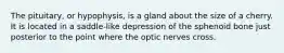 The pituitary, or hypophysis, is a gland about the size of a cherry. It is located in a saddle-like depression of the sphenoid bone just posterior to the point where the optic nerves cross.