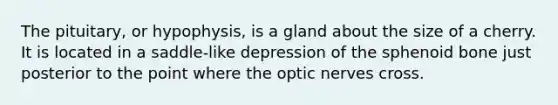 The pituitary, or hypophysis, is a gland about the size of a cherry. It is located in a saddle-like depression of the sphenoid bone just posterior to the point where the optic nerves cross.