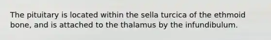 The pituitary is located within the sella turcica of the ethmoid bone, and is attached to the thalamus by the infundibulum.