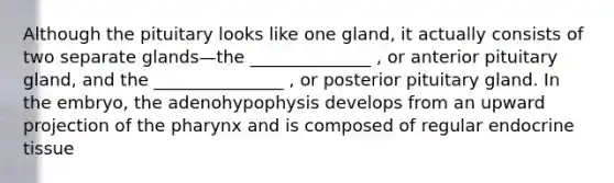 Although the pituitary looks like one gland, it actually consists of two separate glands—the ______________ , or anterior pituitary gland, and the _______________ , or posterior pituitary gland. In the embryo, the adenohypophysis develops from an upward projection of the pharynx and is composed of regular endocrine tissue