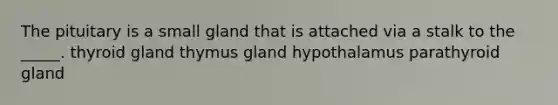 The pituitary is a small gland that is attached via a stalk to the _____. thyroid gland thymus gland hypothalamus parathyroid gland