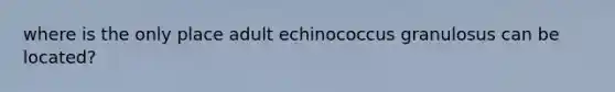 where is the only place adult echinococcus granulosus can be located?