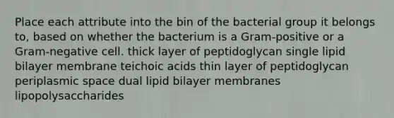 Place each attribute into the bin of the bacterial group it belongs to, based on whether the bacterium is a Gram-positive or a Gram-negative cell. thick layer of peptidoglycan single lipid bilayer membrane teichoic acids thin layer of peptidoglycan periplasmic space dual lipid bilayer membranes lipopolysaccharides