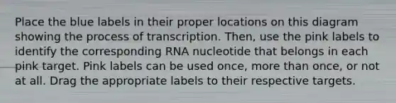 Place the blue labels in their proper locations on this diagram showing the process of transcription. Then, use the pink labels to identify the corresponding RNA nucleotide that belongs in each pink target. Pink labels can be used once, <a href='https://www.questionai.com/knowledge/keWHlEPx42-more-than' class='anchor-knowledge'>more than</a> once, or not at all. Drag the appropriate labels to their respective targets.