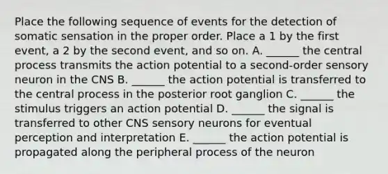 Place the following sequence of events for the detection of somatic sensation in the proper order. Place a 1 by the first event, a 2 by the second event, and so on. A. ______ the central process transmits the action potential to a second-order sensory neuron in the CNS B. ______ the action potential is transferred to the central process in the posterior root ganglion C. ______ the stimulus triggers an action potential D. ______ the signal is transferred to other CNS sensory neurons for eventual perception and interpretation E. ______ the action potential is propagated along the peripheral process of the neuron