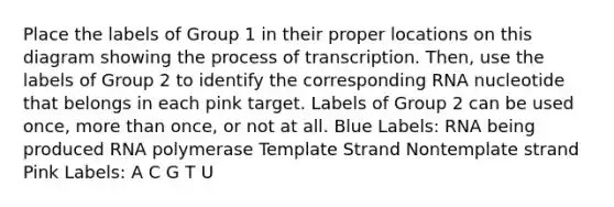 Place the labels of Group 1 in their proper locations on this diagram showing the process of transcription. Then, use the labels of Group 2 to identify the corresponding RNA nucleotide that belongs in each pink target. Labels of Group 2 can be used once, more than once, or not at all. Blue Labels: RNA being produced RNA polymerase Template Strand Nontemplate strand Pink Labels: A C G T U