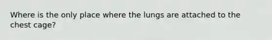 Where is the only place where the lungs are attached to the chest cage?