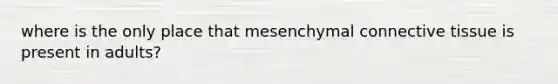 where is the only place that mesenchymal connective tissue is present in adults?