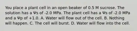 You place a plant cell in an open beaker of 0.5 M sucrose. The solution has a Ψs of -2.0 MPa. The plant cell has a Ψs of -2.0 MPa and a Ψp of +1.0. A. Water will flow out of the cell. B. Nothing will happen. C. The cell will burst. D. Water will flow into the cell.