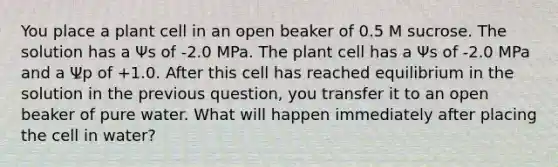 You place a plant cell in an open beaker of 0.5 M sucrose. The solution has a Ψs of -2.0 MPa. The plant cell has a Ψs of -2.0 MPa and a Ψp of +1.0. After this cell has reached equilibrium in the solution in the previous question, you transfer it to an open beaker of pure water. What will happen immediately after placing the cell in water?