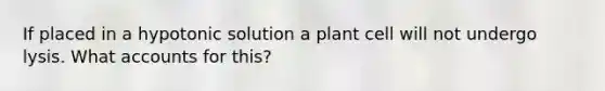 If placed in a hypotonic solution a plant cell will not undergo lysis. What accounts for this?