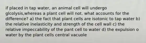 if placed in tap water, an animal cell will undergo glcolysis,whereas a plant cell will not. what accounts for the difference? a) the fact that plant cells are isotonic to tap water b) the relative inelasticity and strength of the cell wall c) the relative impeccability of the pant cell to water d) the expulsion o water by the plant cells central vacuole