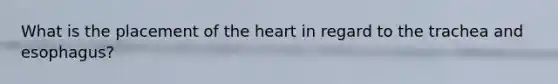 What is the placement of the heart in regard to the trachea and esophagus?