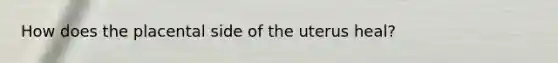 How does the placental side of the uterus heal?