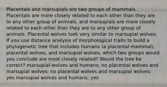 Placentals and marsupials are two groups of mammals. Placentals are more closely related to each other than they are to any other group of animals, and marsupials are more closely related to each other than they are to any other group of animals. Placental wolves look very similar to marsupial wolves. If you use distance analysis of morphological traits to build a phylogenetic tree that includes humans (a placental mammal), placental wolves, and marsupial wolves, which two groups would you conclude are most closely related? Would the tree be correct? marsupial wolves and humans; no placental wolves and marsupial wolves; no placental wolves and marsupial wolves; yes marsupial wolves and humans; yes