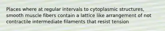 Places where at regular intervals to cytoplasmic structures, smooth muscle fibers contain a lattice like arrangement of not contractile intermediate filaments that resist tension