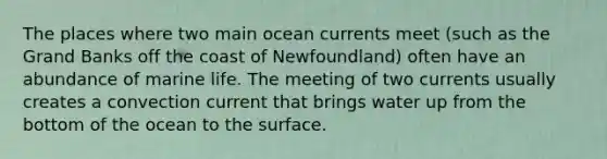 The places where two main ocean currents meet (such as the Grand Banks off the coast of Newfoundland) often have an abundance of marine life. The meeting of two currents usually creates a convection current that brings water up from the bottom of the ocean to the surface.