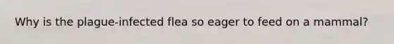 Why is the plague-infected flea so eager to feed on a mammal?