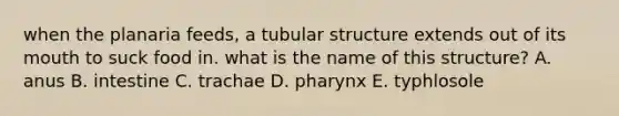 when the planaria feeds, a tubular structure extends out of its mouth to suck food in. what is the name of this structure? A. anus B. intestine C. trachae D. pharynx E. typhlosole