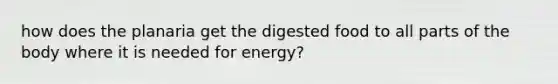 how does the planaria get the digested food to all parts of the body where it is needed for energy?