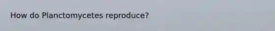 How do Planctomycetes reproduce?