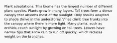 Plant adaptations: This biome has the largest number of different plant species. Plants grow in many layers. Tall trees form a dense canopy that absorbs most of the sunlight. Only shrubs adapted to shade thrive in the understorey. Vines climb tree trunks into the canopy where there is more light. Many plants, such as orchids, reach sunlight by growing on tall trees. Leaves have narrow tips that allow rain to run off quickly, which reduces weight on the branches.