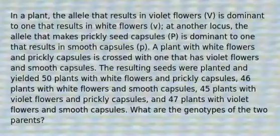 In a plant, the allele that results in violet flowers (V) is dominant to one that results in white flowers (v); at another locus, the allele that makes prickly seed capsules (P) is dominant to one that results in smooth capsules (p). A plant with white flowers and prickly capsules is crossed with one that has violet flowers and smooth capsules. The resulting seeds were planted and yielded 50 plants with white flowers and prickly capsules, 46 plants with white flowers and smooth capsules, 45 plants with violet flowers and prickly capsules, and 47 plants with violet flowers and smooth capsules. What are the genotypes of the two parents?